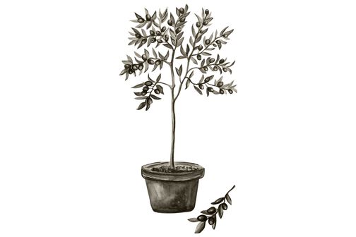 Olive poster