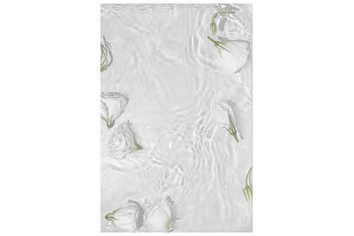White roses poster