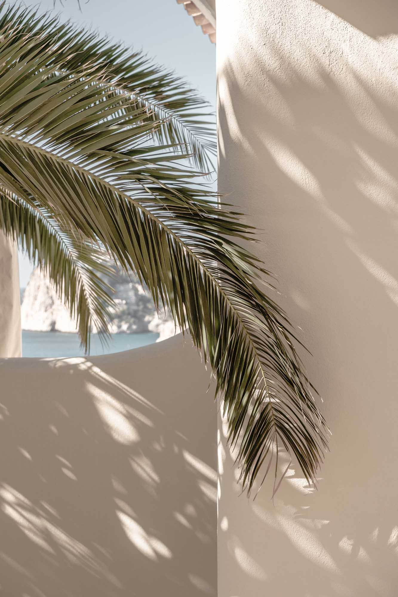 Palmleaf poster