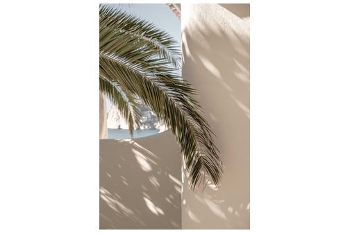 Palmleaf poster