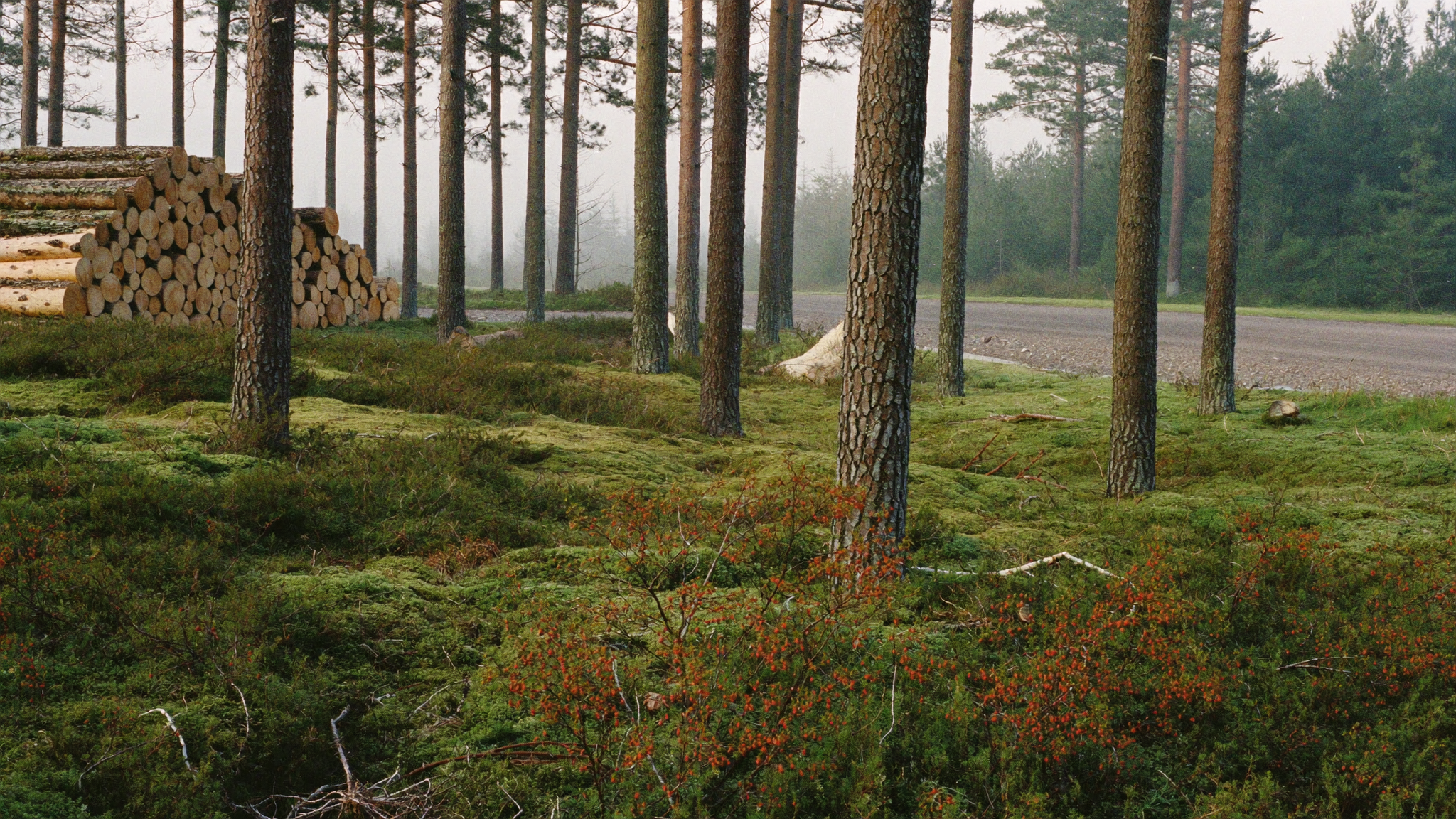 Pohjoismainen metsä ja tukkipino metsätien varressa