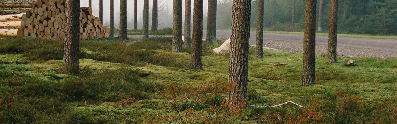 Pohjoismainen metsä ja tukkipino metsätien varressa