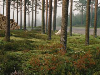 Pohjoismainen metsä ja tukkipino metsätien varressa